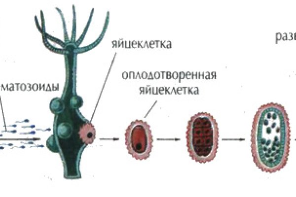 Kraken link