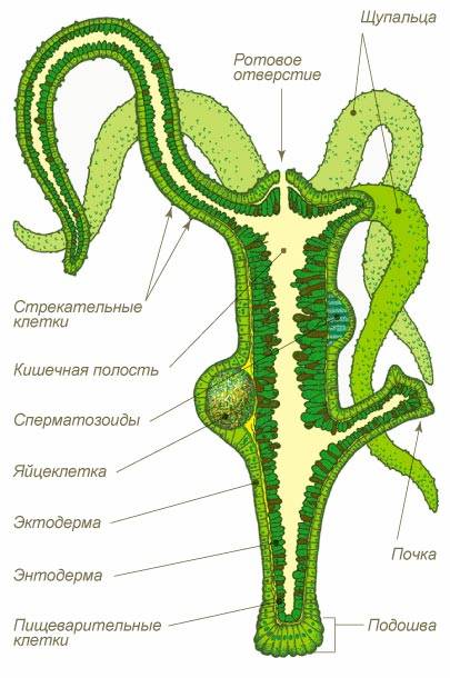 Кракен магазин kraken4am com