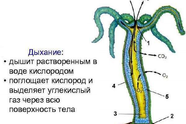 Кракен актуальная ссылка